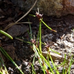 Schoenus apogon at Boro, NSW - suppressed