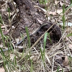 Demansia psammophis (Yellow-faced Whipsnake) at Laguna, NSW - 20 Oct 2021 by markhs