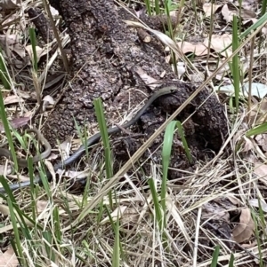 Demansia psammophis at Laguna, NSW - 20 Oct 2021