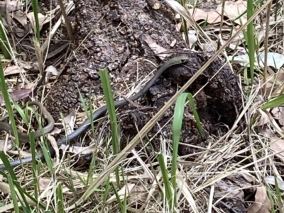 Demansia psammophis (Yellow-faced Whipsnake) at Laguna, NSW - 20 Oct 2021 by markhs