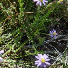 Vittadinia cuneata var. cuneata (Fuzzy New Holland Daisy) at Boro, NSW - 18 Oct 2021 by Paul4K