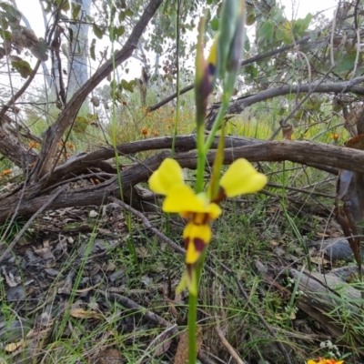 Diuris sulphurea (Tiger Orchid) at Jerrabomberra, ACT - 20 Oct 2021 by Mike