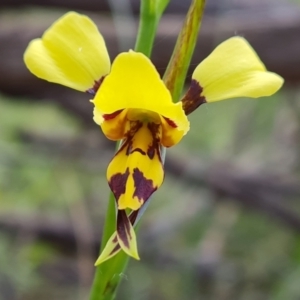 Diuris sulphurea at Jerrabomberra, ACT - 20 Oct 2021