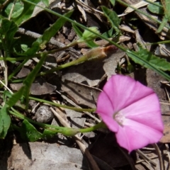 Convolvulus angustissimus subsp. angustissimus (Australian Bindweed) at Boro, NSW - 19 Oct 2021 by Paul4K