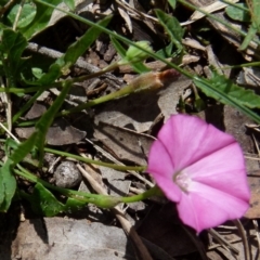 Convolvulus angustissimus subsp. angustissimus (Australian Bindweed) at Boro - 18 Oct 2021 by Paul4K