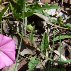 Convolvulus angustissimus subsp. angustissimus at Boro, NSW - suppressed