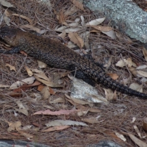 Egernia cunninghami at Boro, NSW - 19 Oct 2021