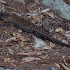 Egernia cunninghami (Cunningham's Skink) at Boro, NSW - 18 Oct 2021 by Paul4K