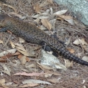 Egernia cunninghami at Boro, NSW - suppressed