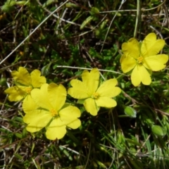 Hibbertia pachynemidium at Boro - 18 Oct 2021 by Paul4K