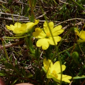 Hibbertia pachynemidium at Boro, NSW - suppressed