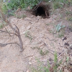 Vombatus ursinus (Common wombat, Bare-nosed Wombat) at Tuggeranong Hill - 20 Oct 2021 by CatB