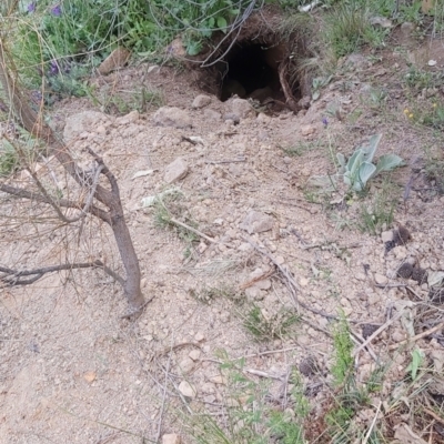 Vombatus ursinus (Common wombat, Bare-nosed Wombat) at Theodore, ACT - 20 Oct 2021 by CatB