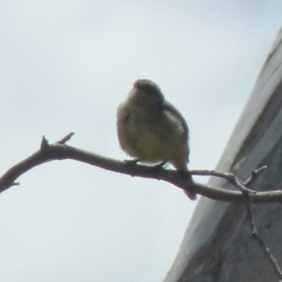 Acanthiza reguloides (Buff-rumped Thornbill) at Boro - 19 Oct 2021 by Paul4K