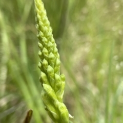 Microtis (genus) (onion orchids) at Hall, ACT - 20 Oct 2021 by AJB