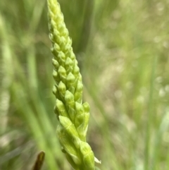 Microtis sp. (Onion Orchid) at Hall Cemetery - 20 Oct 2021 by AJB