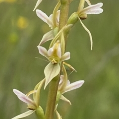 Prasophyllum petilum (Tarengo Leek Orchid) at Hall Cemetery - 20 Oct 2021 by AJB