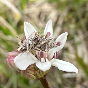 Heliocosma (genus) at Hall, ACT - suppressed