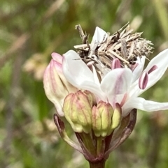 Heliocosma (genus) at Hall, ACT - suppressed