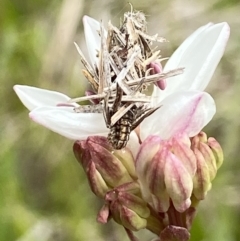 Heliocosma (genus) at Hall, ACT - 20 Oct 2021