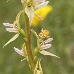 Prasophyllum petilum (Tarengo Leek Orchid) at Hall Cemetery - 20 Oct 2021 by AJB