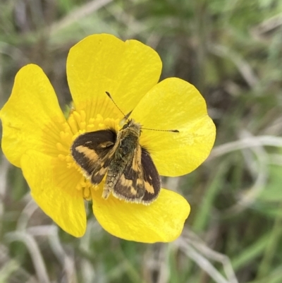 Taractrocera papyria (White-banded Grass-dart) at Hall Cemetery - 20 Oct 2021 by AJB