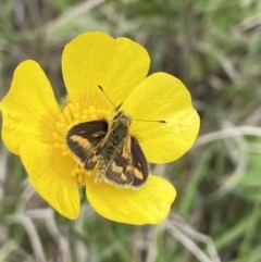 Taractrocera papyria (White-banded Grass-dart) at Hall Cemetery - 20 Oct 2021 by AJB