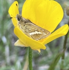 Taractrocera papyria at Hall, ACT - 20 Oct 2021