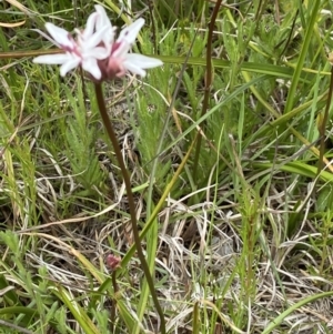 Burchardia umbellata at Hall, ACT - suppressed