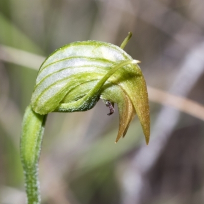 Pterostylis nutans (Nodding Greenhood) at Hawker, ACT - 17 Oct 2021 by AlisonMilton