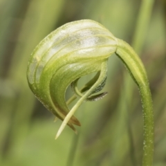 Pterostylis nutans at Hawker, ACT - 17 Oct 2021