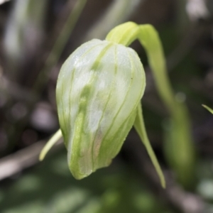 Pterostylis nutans at Hawker, ACT - 17 Oct 2021