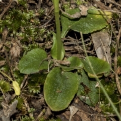 Pterostylis nutans at Hawker, ACT - suppressed