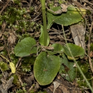 Pterostylis nutans at Hawker, ACT - 17 Oct 2021