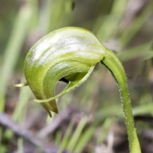 Pterostylis nutans at Hawker, ACT - 17 Oct 2021