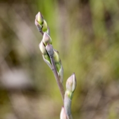 Thelymitra sp. (A Sun Orchid) at Hawker, ACT - 17 Oct 2021 by AlisonMilton