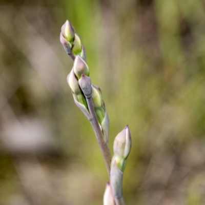 Thelymitra (Genus) (Sun Orchid) at Hawker, ACT - 17 Oct 2021 by AlisonMilton