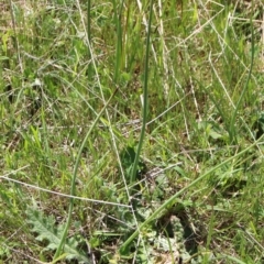 Microtis sp. (Onion Orchid) at Goorooyarroo NR (ACT) - 17 Oct 2021 by petersan