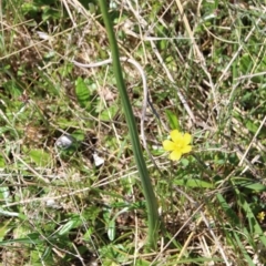 Microtis sp. at Throsby, ACT - suppressed