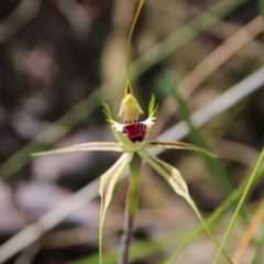 Caladenia atrovespa (Green-comb Spider Orchid) at Hackett, ACT - 18 Oct 2021 by petersan