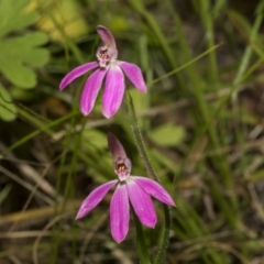 Caladenia carnea (Pink fingers) at Hawker, ACT - 17 Oct 2021 by AlisonMilton