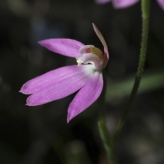 Caladenia carnea at Hawker, ACT - 17 Oct 2021