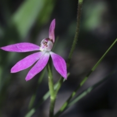 Caladenia carnea at Hawker, ACT - 17 Oct 2021