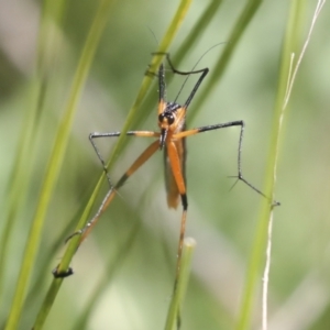 Harpobittacus australis at Hawker, ACT - 17 Oct 2021 11:39 AM