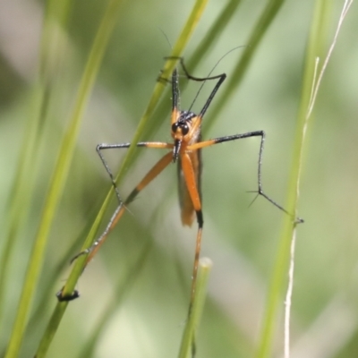 Harpobittacus australis (Hangingfly) at The Pinnacle - 17 Oct 2021 by AlisonMilton