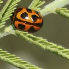 Peltoschema oceanica at Hawker, ACT - 17 Oct 2021 02:37 PM