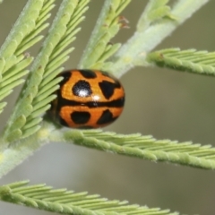 Peltoschema oceanica at Hawker, ACT - 17 Oct 2021 02:37 PM