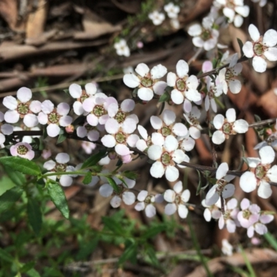 Gaudium multicaule (Teatree) at O'Connor, ACT - 20 Oct 2021 by RWPurdie