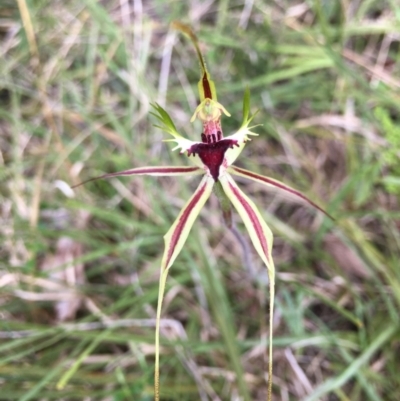 Caladenia atrovespa (Green-comb Spider Orchid) at Black Mountain - 20 Oct 2021 by RWPurdie