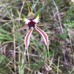 Caladenia atrovespa at O'Connor, ACT - 20 Oct 2021